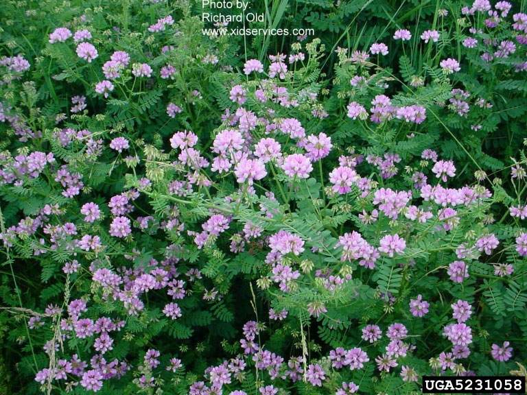 معرفی گیاهان - ماش